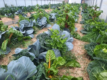 Gemüse in Mischkultur