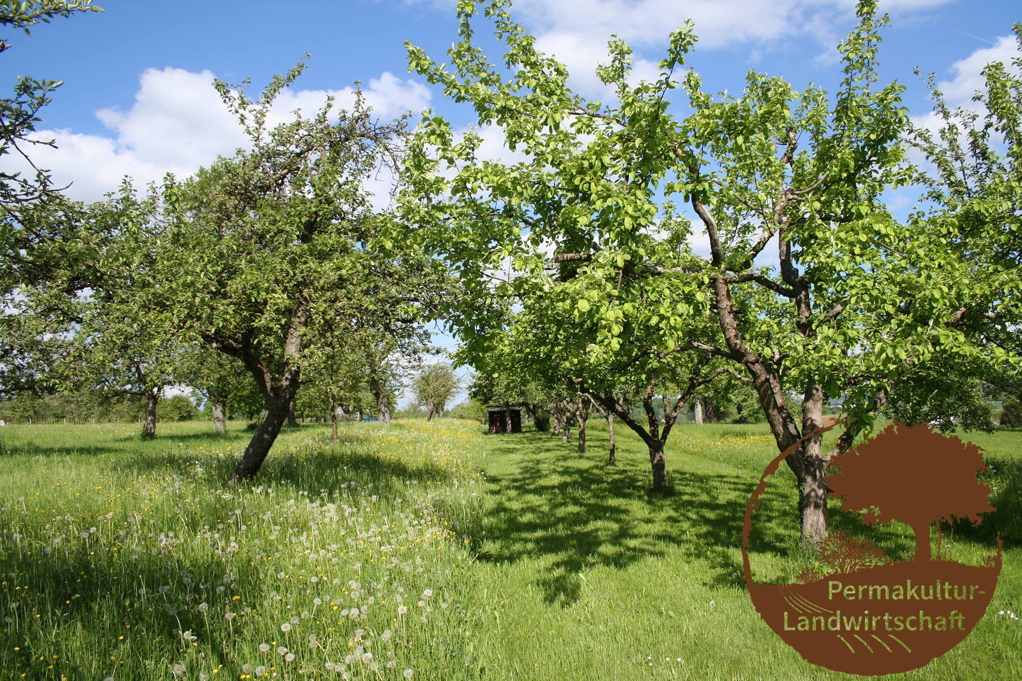 Obstbaum Lebensgemeinschaft