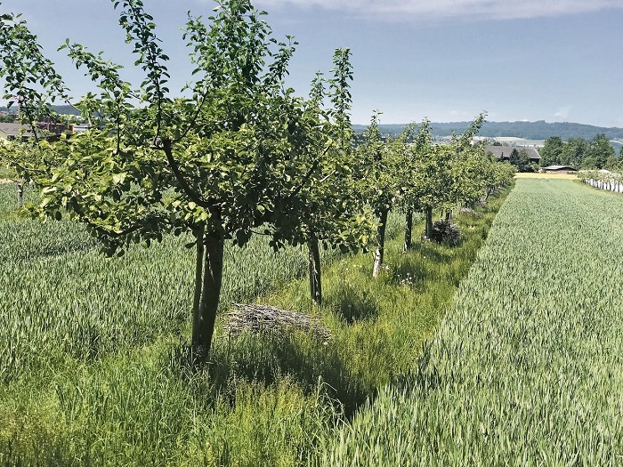 Mit Agroforst Das Land Doppelt Nutzen - Bauernzeitung Vom 12. Mai 2021 ...