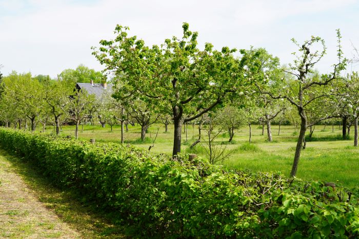 Obstgarten Potsdam