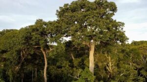 Les arbres absorbent également du méthane