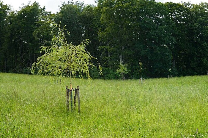 Trauerweide in Agroforst