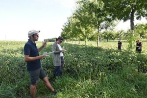 Agroforst mit Walnussbäumen