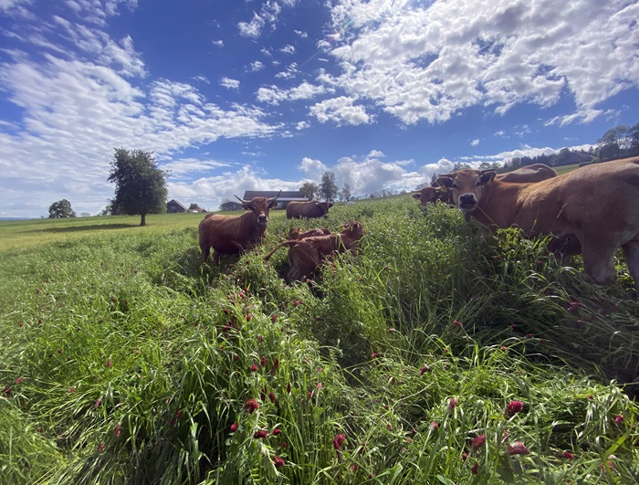 Mutterkuhherde Aubrac