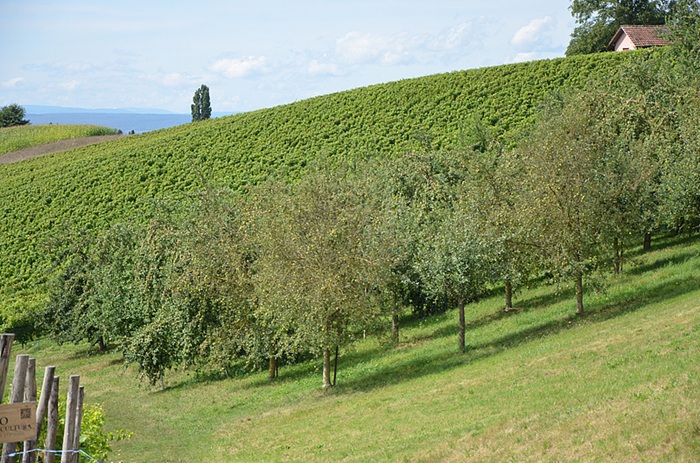 Vielfalt im Weinber Strauss