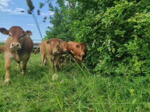 Adlerzart Nutzhecke Kühe