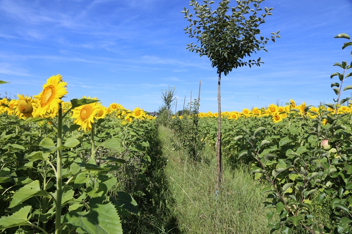 Agroforst Schaelsonnenblumen Obstbaum Strauss Bioagrikultur