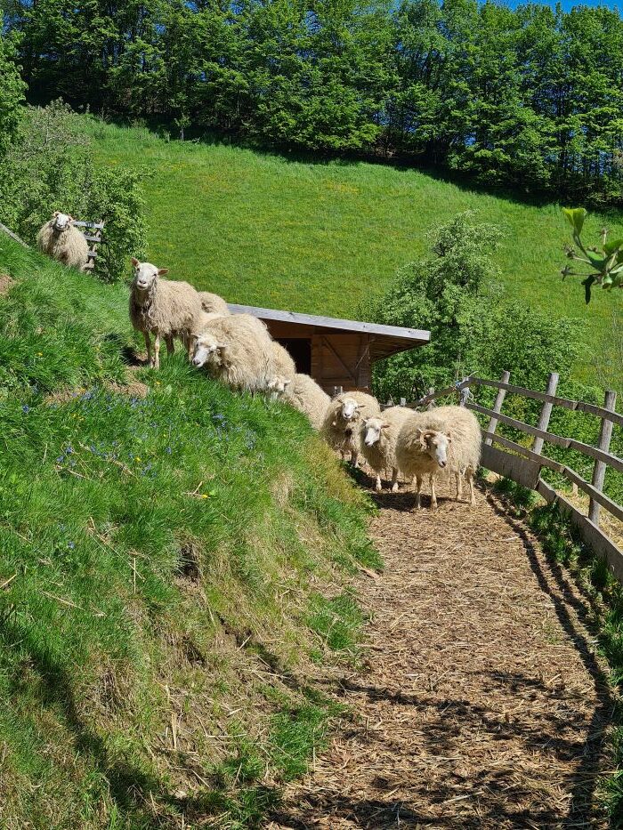 Schafe Hof vomgarte