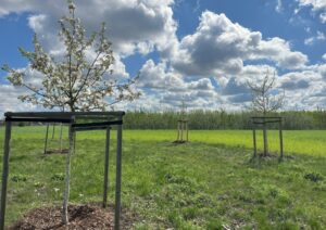 AgroforesTreeAdvice Tool Agroforst Bild