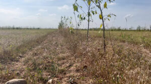 Fehler in Agroforstsystemen