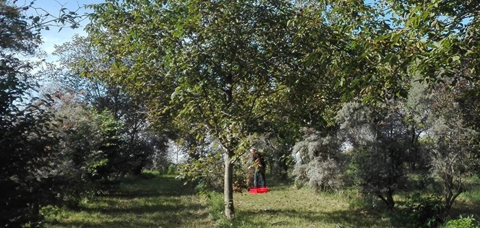 Waldgarten