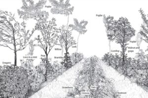 Syntropische Landwirtschaft