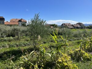 Olivenbaum in Mischkultur