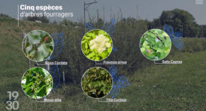 Les haies fourragères