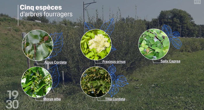 Les haies fourragères