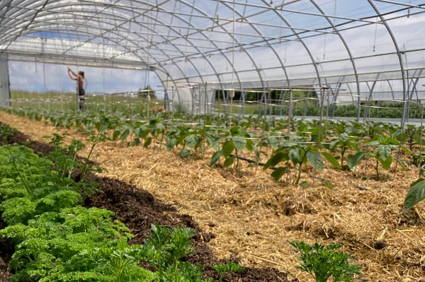 Regenerativer Gemuesebau im Tunnel