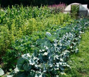 Permakultur Mischkultur