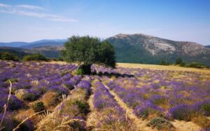 Champ de lavande à Biovallée