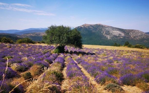 Champ de lavande à Biovallée