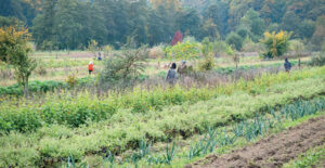 Mischkultur mit Bäumen und Personen
