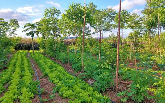 Kleinräumige Mischkultur mit mehrjährigen Pflanzen