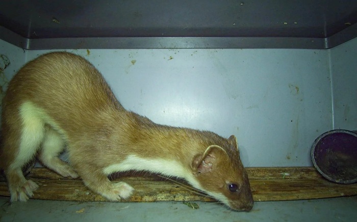 Hermelin in Kamerafalle