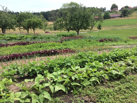 Kleinräumiger Gemüsebau