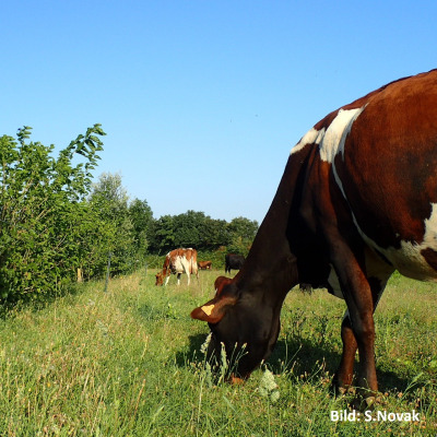 Kühe und Futterhecke