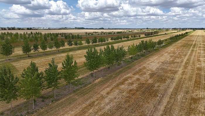 Agroforstsystem in Sachsen-Anhalt