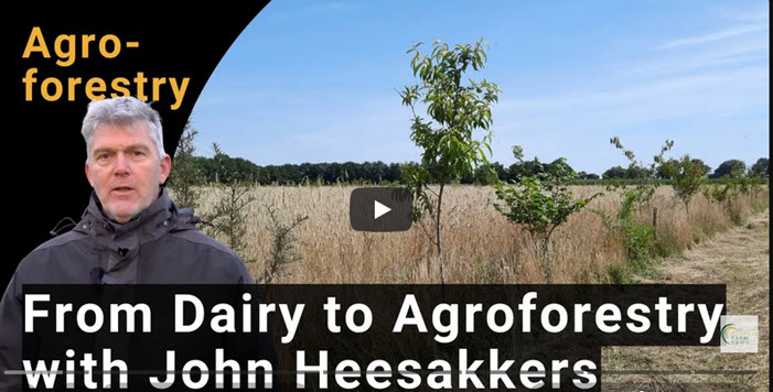 Mann vor Agroforst und Getreide