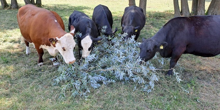 Les arbres fourragers