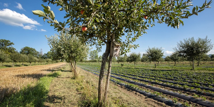 Schweizer Agroforstsystem