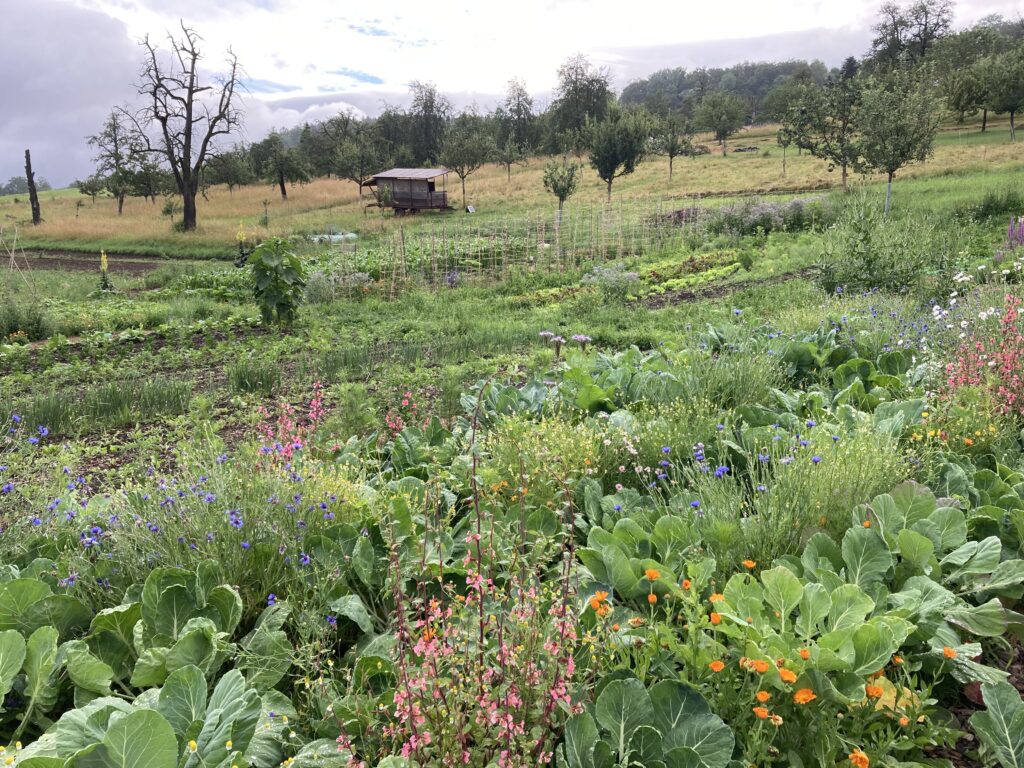 Gemüse von Rotenbirben