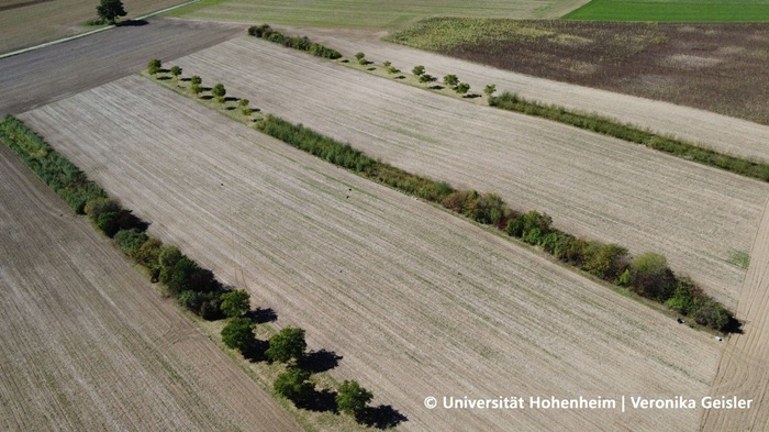 Agroforstsystem Binsensee Luftbild