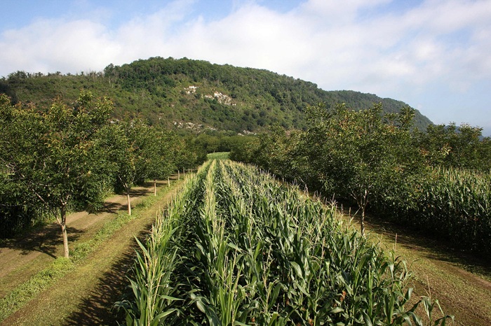 Agroforst mit Mais zwischen Walnuss