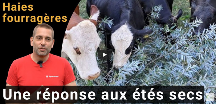 Haies fourragères