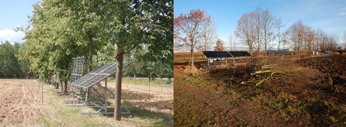 Photovoltaik in Agroforststreifen