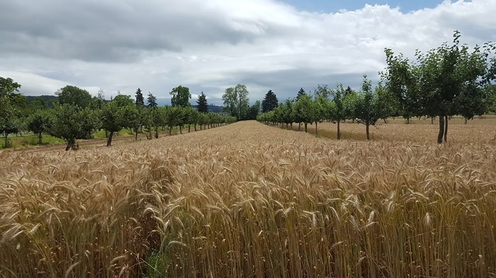 Agroforst mit Getreide