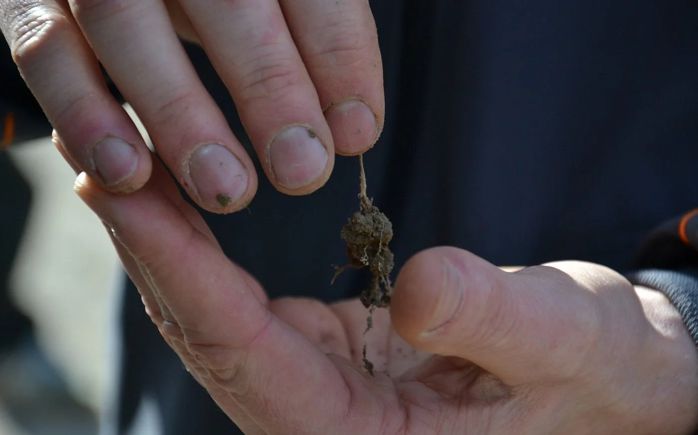 Hand hält Pflanzenwurzel mit Erde dran