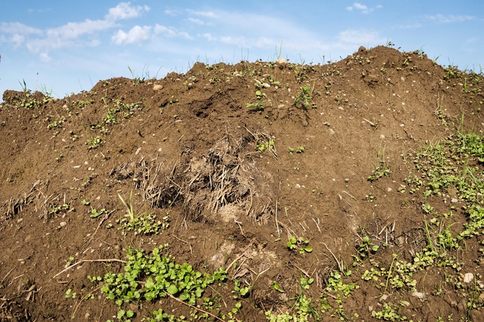 Kompost bedeckt mit Erde und Sonnenblumensamen