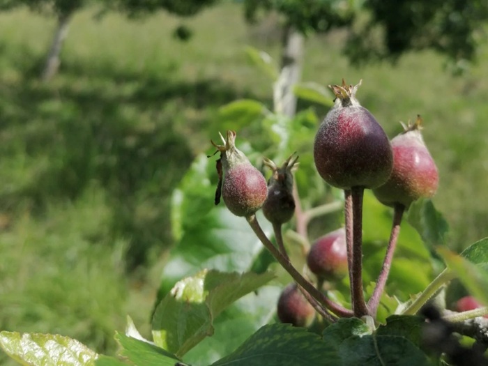 Verger naturel au Ferme de Lilan