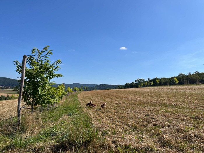 Agroforststreifen und 2 Vögel auf dem Acker