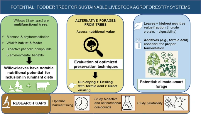 Grafik aus Studie Weide als Futter