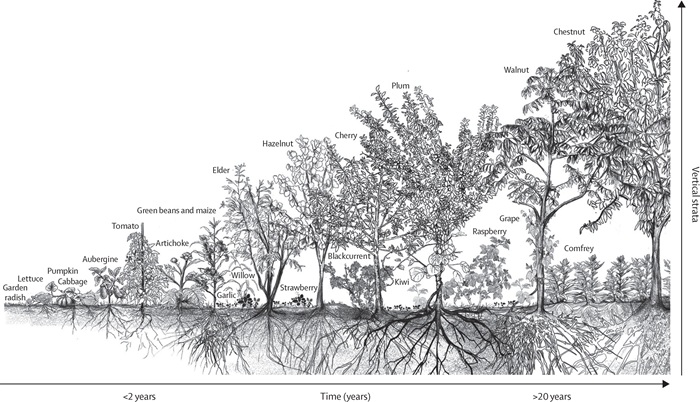 Illustration of the dynamics of a vertically stratified multifunctional plant species assemblage