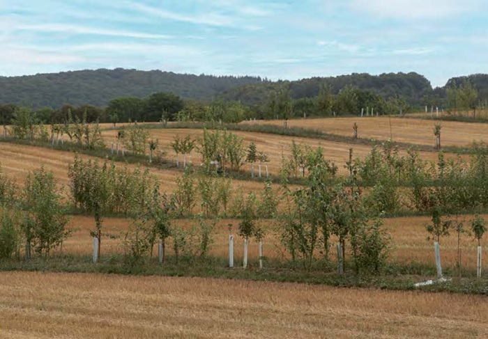 Agroforstanlage