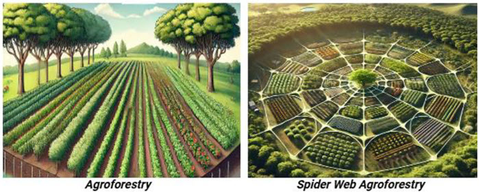 Spider-web agroforestry