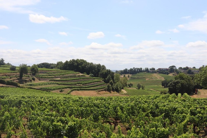 Agroforst in Weinreben in Südfrankreich