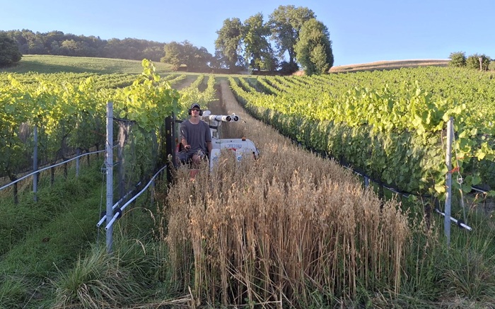 Hafer dreschen beim Bioweingut Lenz