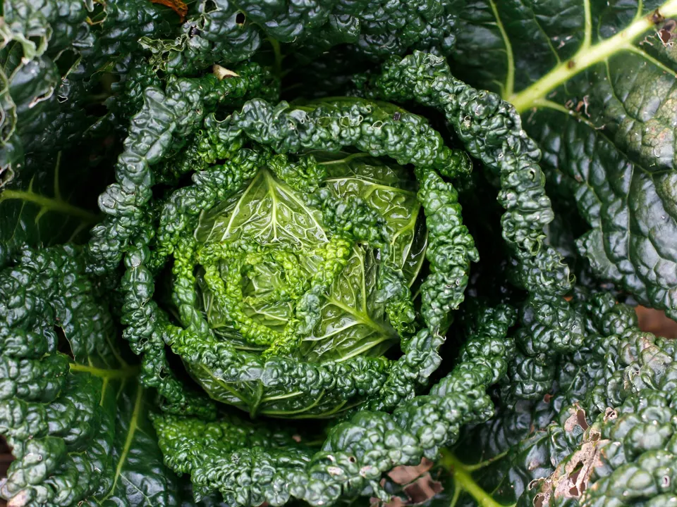 Federkohl