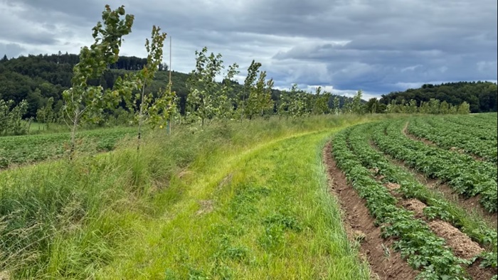 Regenerativ Agroforststreifen
